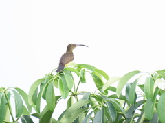 Arachnothera robusta