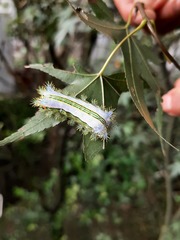 Parasa shirakii