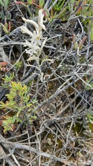Haworthia herbacea