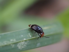 Depressa striatipennis