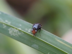 Depressa striatipennis