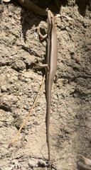Trachylepis gravenhorstii
