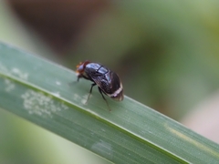 Depressa striatipennis