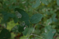 Leucoptera laburnella