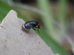 Depressa striatipennis