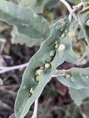 Ditylenchus phyllobius