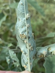 Ditylenchus phyllobius