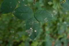 Leucoptera laburnella