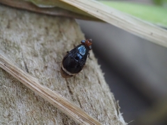 Depressa striatipennis