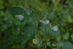 Leucoptera laburnella