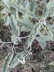 Ditylenchus phyllobius