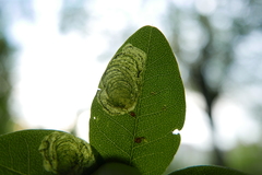 Leucoptera laburnella