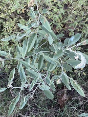 Ditylenchus phyllobius