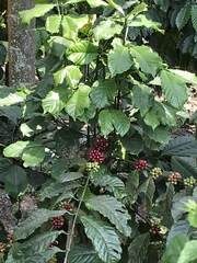 Rauvolfia tetraphylla