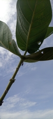 Calotropis procera