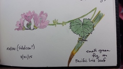 Sidalcea malviflora malviflora