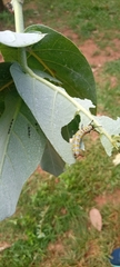 Calotropis procera