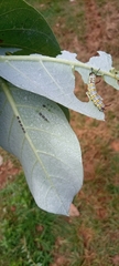 Calotropis procera
