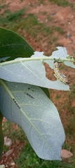 Calotropis procera