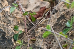 Anolis olssoni