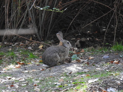Oryctolagus cuniculus