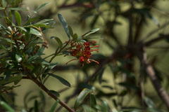 Grevillea floribunda