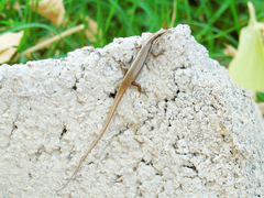 Trachylepis tessellata