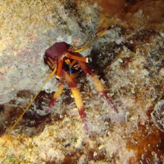 Calcinus spicatus