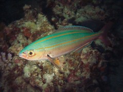 Pterocaesio digramma
