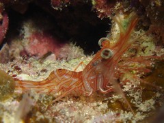 Rhynchocinetes conspiciocellus