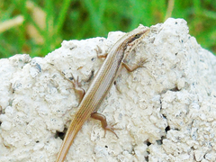 Trachylepis tessellata