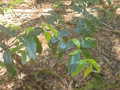 Cinnamomum virens