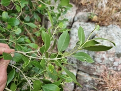 Olea capensis enervis