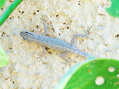 Pristurus gallagheri