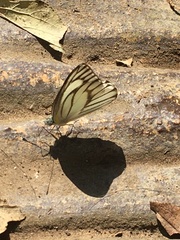 Appias libythea peducaea