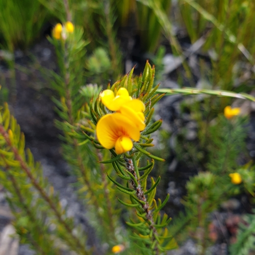 Image of Pultenaea divaricata by (c) Shelomi Doyle, some rights reserved (CC BY)