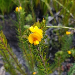 Pultenaea divaricata
