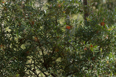 Grevillea floribunda