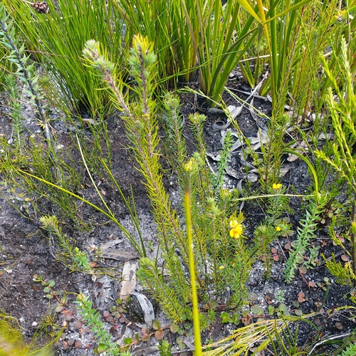Image of Pultenaea divaricata by (c) Shelomi Doyle, some rights reserved (CC BY)