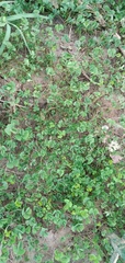 Tracheophyta