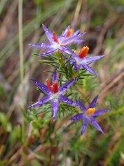 Calectasia