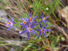 Calectasia