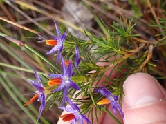 Calectasia