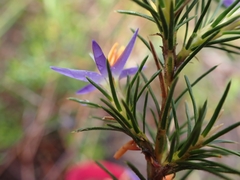 Calectasia