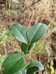 Acokanthera oppositifolia