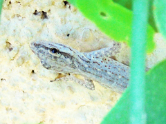 Pristurus gallagheri