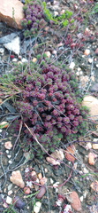 Limonium kraussianum
