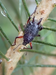 Catasarcus spinipennis