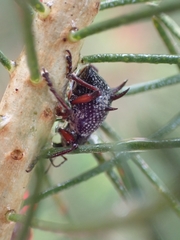 Catasarcus spinipennis