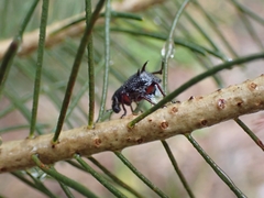 Catasarcus spinipennis